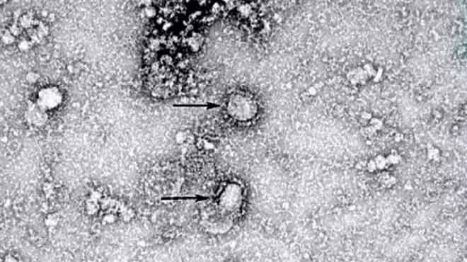 El CDC de China ha aislado con xito la primera nueva cepa de virus.
