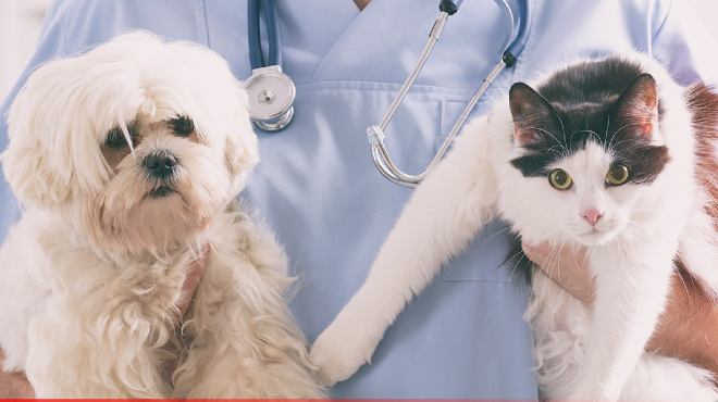 Los procedimientos los realizarn mdicos veterinarios con varios aos de experiencia.