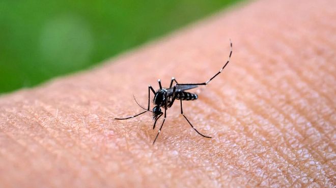 El chikungunya es una enfermedad transmitida por la picadura de mosquitos Aedes hembra infectados con el virus.