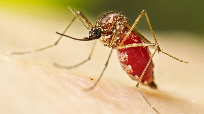 El dengue se transmite por el mosquito aedes aegypti.