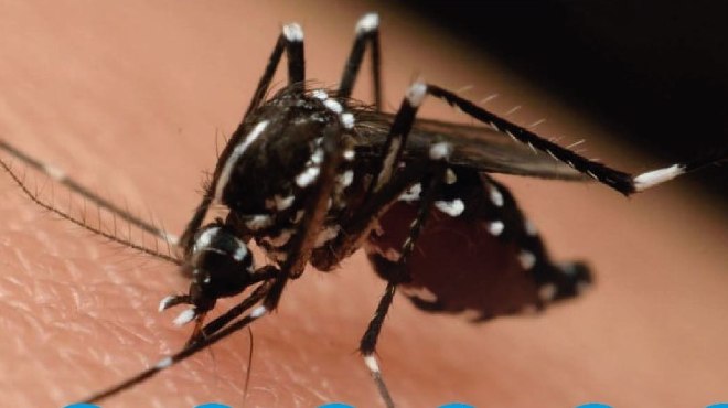 El mosquito Aedes transmite dengue, zika, chikungunya y fiebre amarilla.