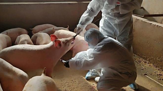 El paciente tuvo una exposicin porcina en una feria agrcola.