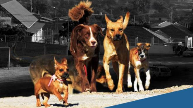 La rabia transmitida por perros continúa causando muertes en la región.