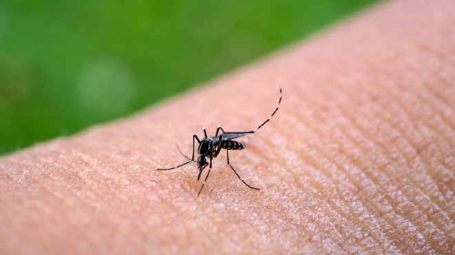 Primera vacuna contra el chikungunya.